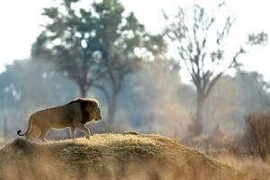 A male lion walking across open savannah. photo