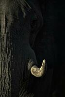 A close up of an elephant's trunk and ivory photo