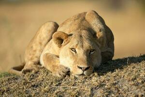 Lion resting in morning sunshine. photo