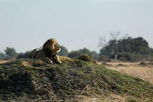 A male lion on a grassy mound. photo