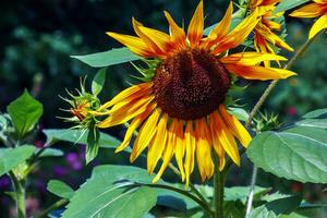 Yellow head of a sunflower Helianthus annuus in a green garden photo