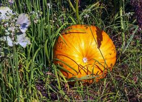 Pumpkin growing in the vegetable garden. Growing pumpkins. Pumpkin plant. photo