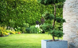 Decorative Garden Tree in a Square Pot Staying Next to House photo