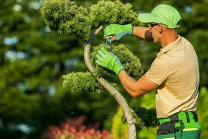 Gardener Pruning Decorative Trees Inside a Mature Garden photo