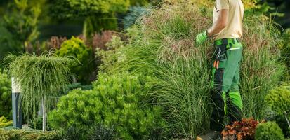 Professional Landscaper Examining Garden Plants Health photo
