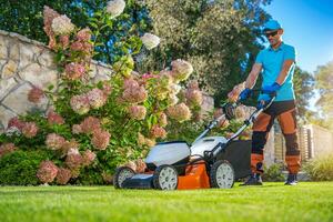 Backyard Grass Mowing Next to Beautiful Hortensia Flowers. photo