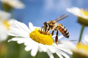 Bee and flower. Close up of a bee collecting honey on a daisy flower on a sunny day. Generative AI photo