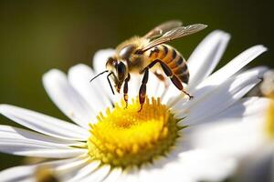 Bee and flower. Close up of a bee collecting honey on a daisy flower on a sunny day. Generative AI photo