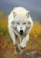 The Wolf Gaze, A Moment of Life in the Arctic Wilderness. AI Generative photo