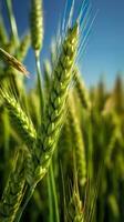 Green barley spike closeup, Green wheat, full grain, Close up of an ear of unripe wheat, AI Generative photo