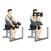 Man doing seated dumbbell preacher bicep hammer curls exercise. vector