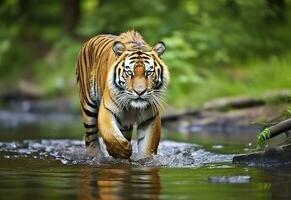 Amur tiger walking in the water. Dangerous animal.  Animal in a green forest stream. Generative AI photo