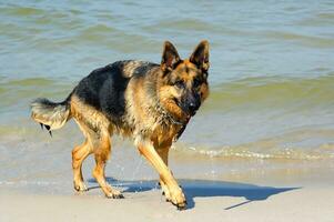 German Shepherd on the beach photo