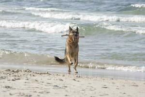 German Shepherd on the beach photo