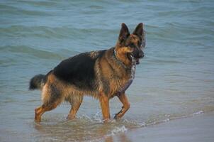 German Shepherd on the beach photo