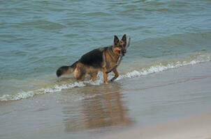 German Shepherd on the beach photo