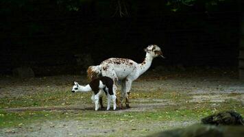 Video of Alpaca in zoo