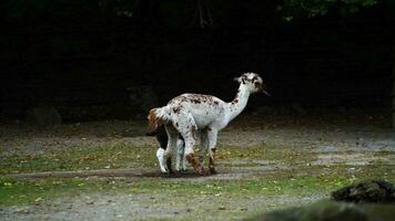 vídeo de alpaca en zoo video