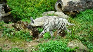 video van Arabisch gestreept hyena