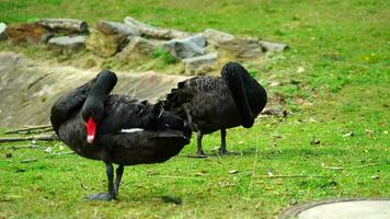 Black swan in zoo video