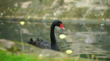 vidéo de noir cygne dans zoo video