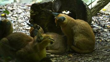 video av caracal i Zoo