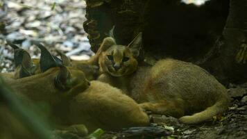 vídeo do caracal dentro jardim zoológico video