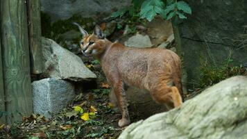 video av caracal i Zoo