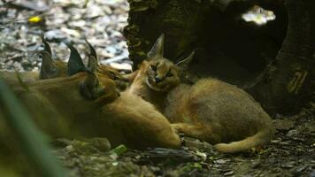 video av caracal i Zoo