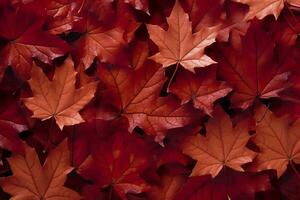 Wine red autumn leaves texture, fall nature background,  AI Generative photo