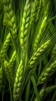 Green barley spike closeup, Green wheat, full grain, Close up of an ear of unripe wheat, AI Generative photo