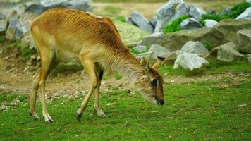 vídeo do Nilo lechwe dentro jardim zoológico video