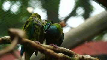 azul encabeçado arara dentro jardim zoológico video