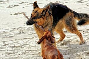 German shepherd and dachshund on the beach photo