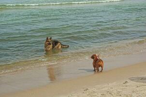 German shepherd and dachshund on the beach photo