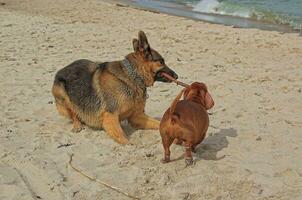 German shepherd and dachshund on the beach photo