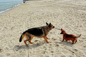 German shepherd and dachshund on the beach photo