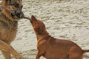 German shepherd and dachshund on the beach photo