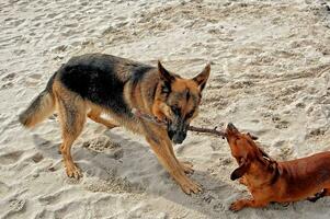 alemán pastor y perro tejonero en el playa foto