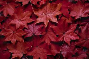 Wine red autumn leaves texture, fall nature background,  AI Generative photo