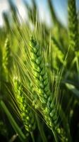 Green barley spike closeup, Green wheat, full grain, Close up of an ear of unripe wheat, AI Generative photo