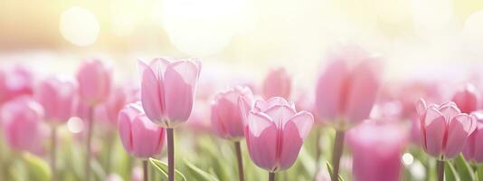 Beautiful pink Tulip on a blurred spring sunny background. Generative AI photo