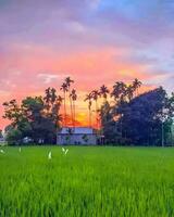 A field of grass with trees and a house in the background photo