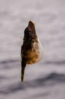 un pescado colgando desde un pescar línea foto