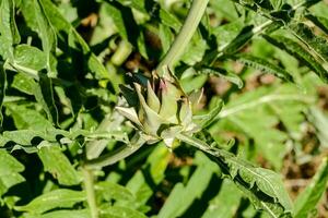 Close up of a plant photo