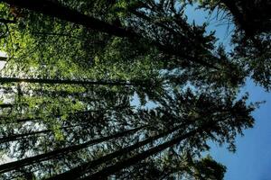 Trees in the forest photo