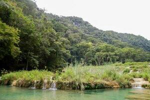 View from water of trees in the forest photo