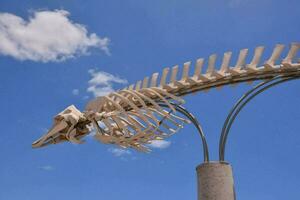 a skeleton of a fish is on display in front of a blue sky photo