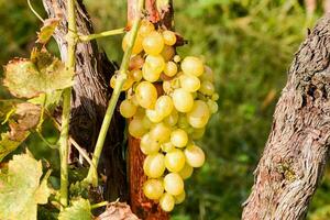 a bunch of grapes hanging on a vine photo