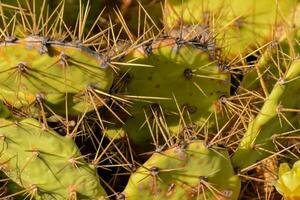 un cerca arriba de un cactus planta con muchos Picos foto